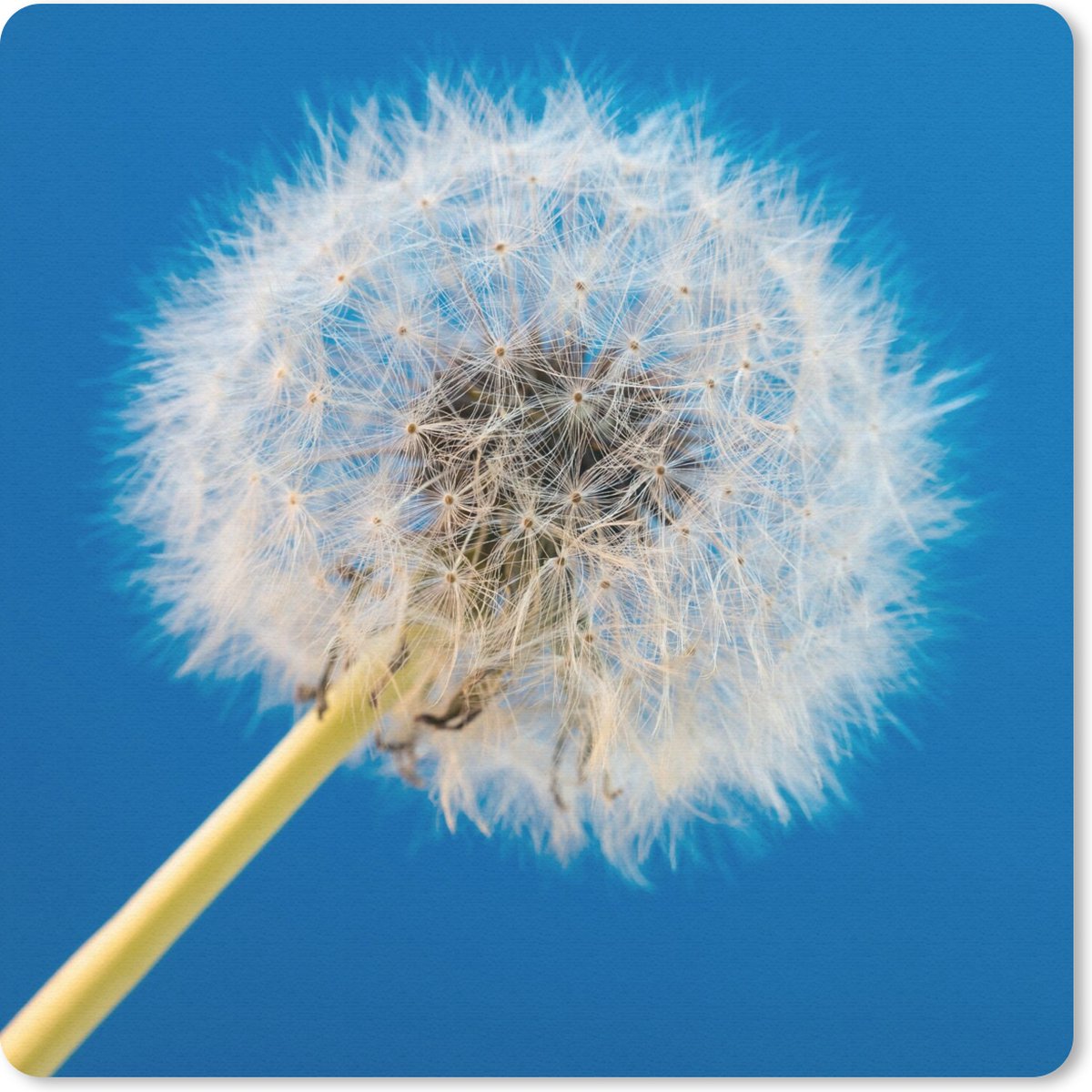Muismat 30x30 cm - Mousepad Paardenbloem - Bloem - Terras - Muismatten