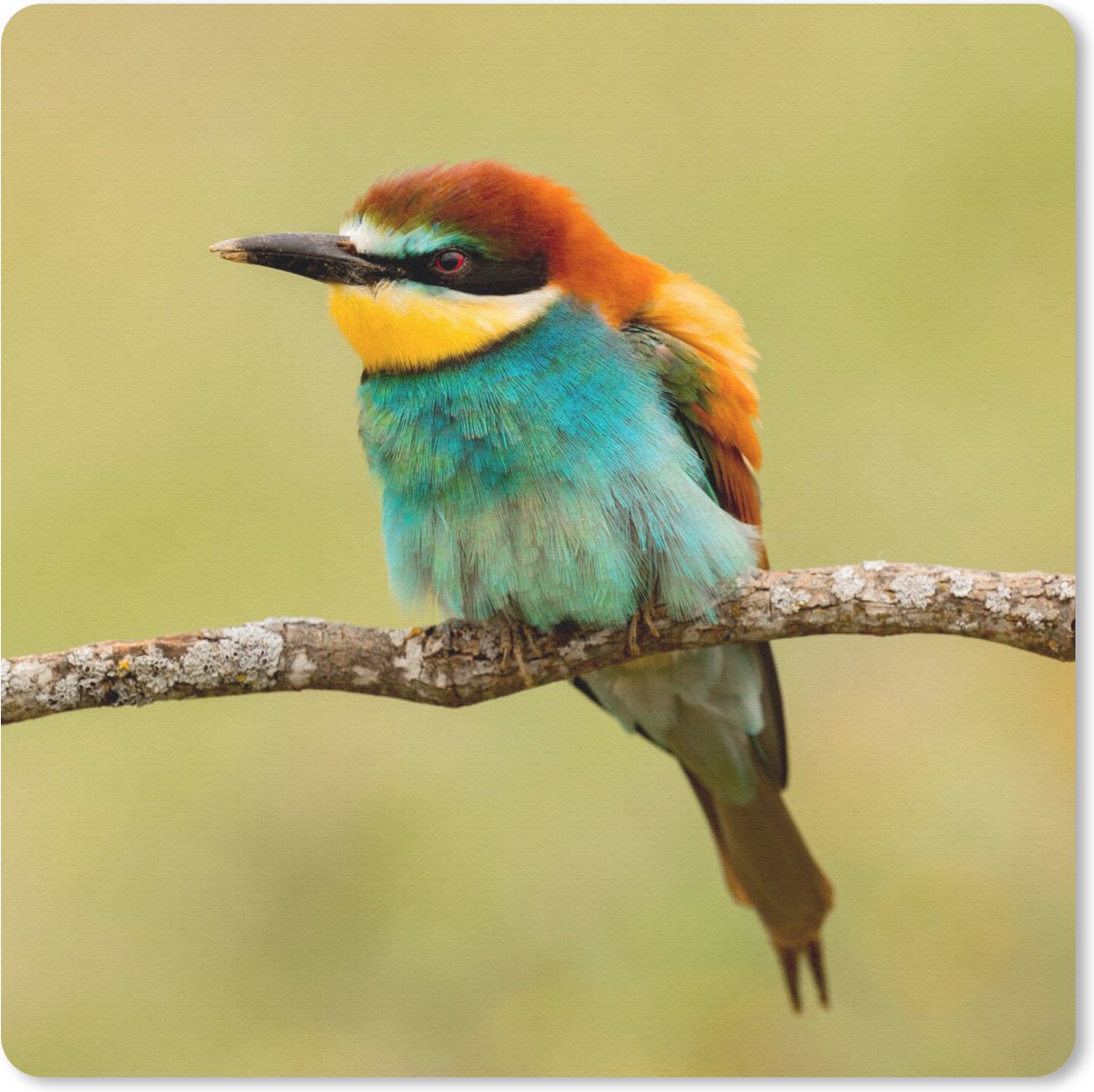 Muismat 20x20 cm - Mousepad Vogel - Bijeneter - Dieren - Muismatten