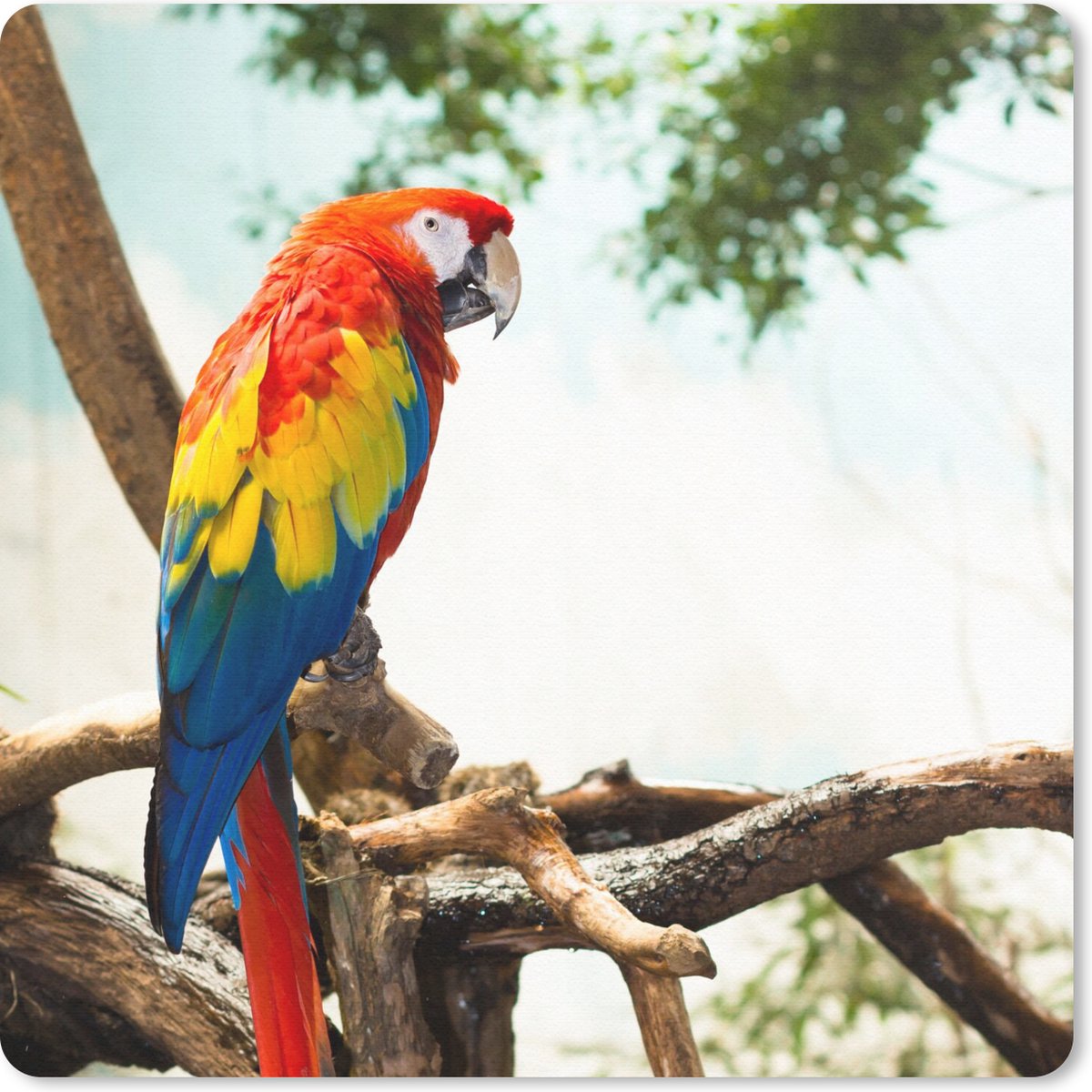 Muismat 20x20 cm - Mousepad Papegaai - Vogel - Regenboog - Tropical - Muismatten