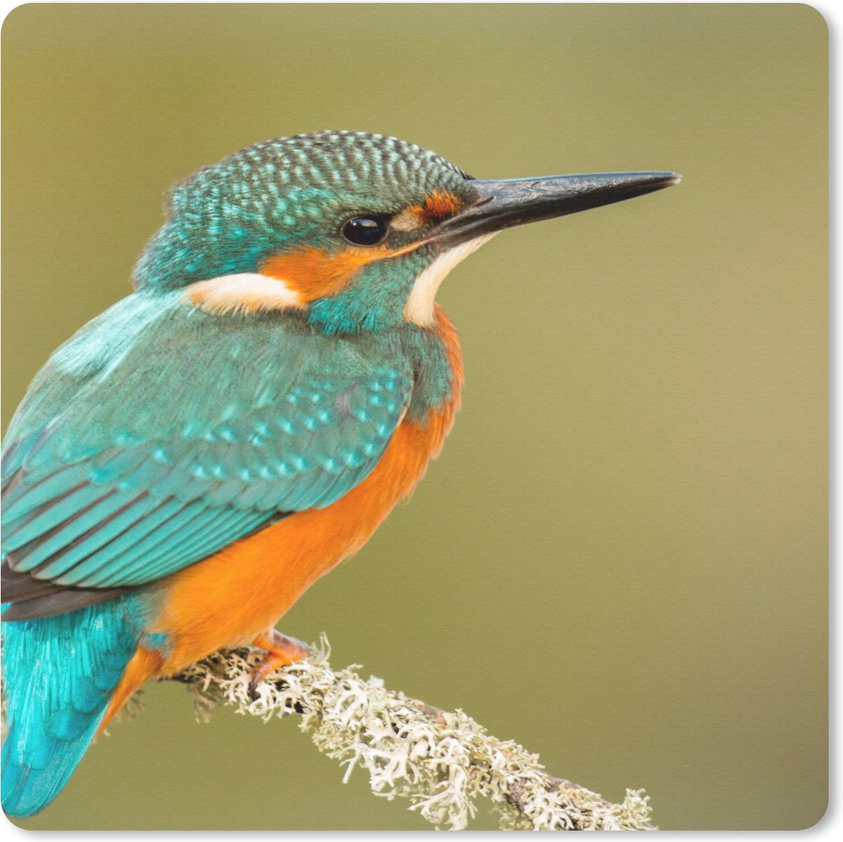 Muismat 20x20 cm - Mousepad IJsvogel - Dieren - Vogel - Muismatten