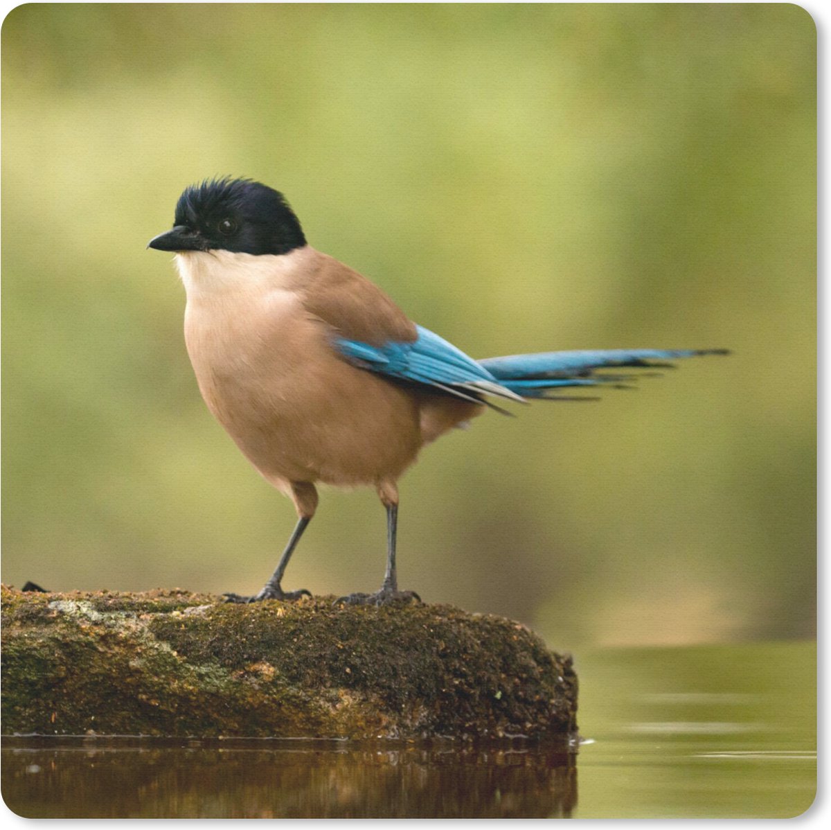 Muismat 30x30 cm - Mousepad Ekster - Vogel - Mos - Muismatten
