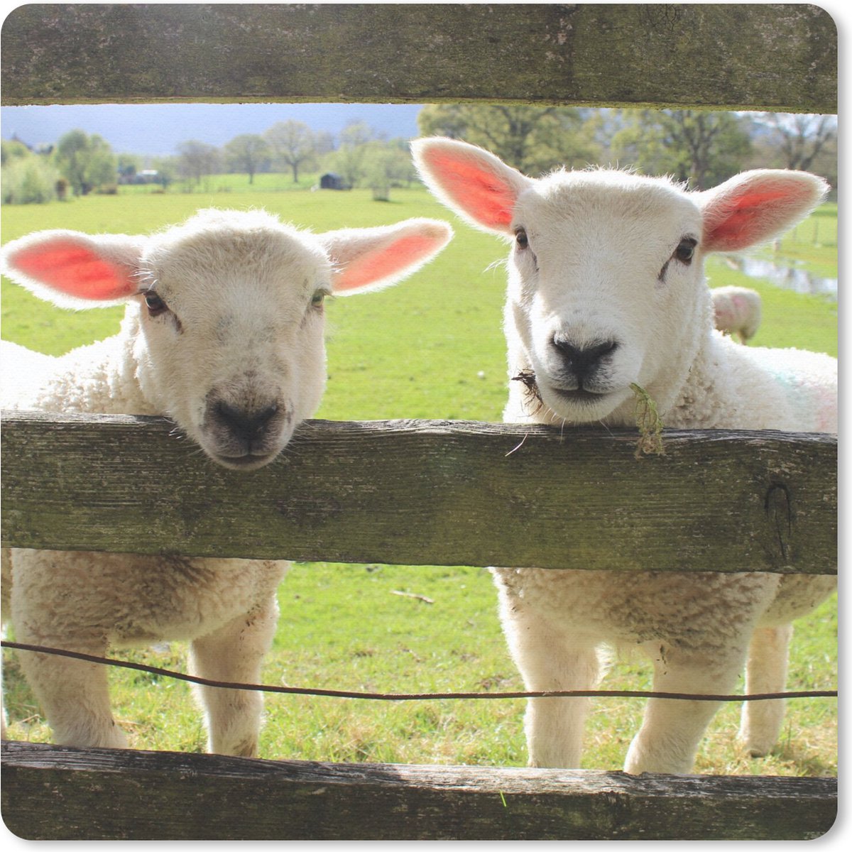 Muismat Klein - Schapen - Dieren - Boerderij - 20x20 cm