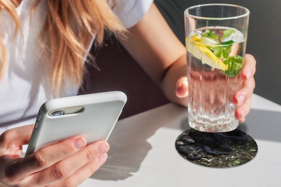 Sous-verres verres à verres - Ronds - Singes - Endormis - Forêt - 10x10 cm - Sous-verres en verre - 6 pièces