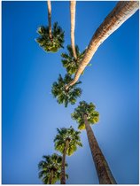 WallClassics - Poster Glossy - Vue de Palmiers - 30x40 cm Photo sur Papier Poster avec Finition Brillante