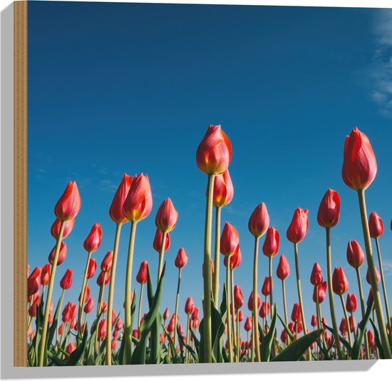 WallClassics - Hout - Onderaanzicht van Roze Tulpenveld - 50x50 cm - 12 mm dik - Foto op Hout (Met Ophangsysteem)