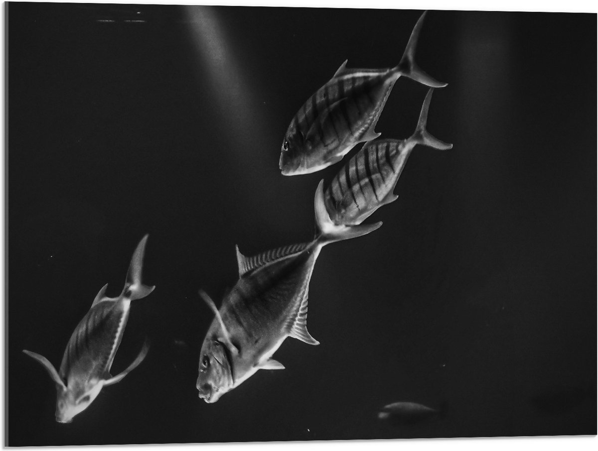 Acrylglas - Vissen in het Aquarium Zwart - Wit - 80x60 cm Foto op Acrylglas (Wanddecoratie op Acrylaat)