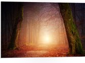 WallClassics - Panneau en mousse PVC – Lumière au bout d'un chemin forestier brumeux – Photo 75 x 50 cm sur panneau en mousse PVC