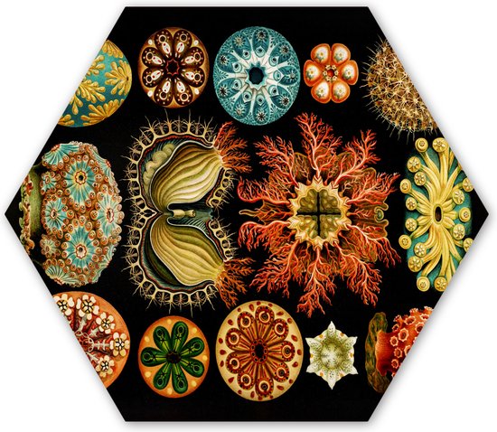Hexagon wanddecoratie - Kunststof Wanddecoratie - Hexagon Schilderij - Vintage - Ernst Haeckel - Zeedier - Natuur - Zee - Kunst - 75x65 cm