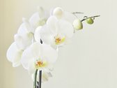 Fotobehang - Witte orchidee.