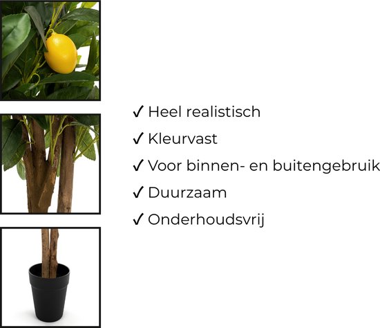 Citroenboom