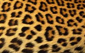Fotobehang - Vlies Behang - Luipaardprint - Panterprint - Panterhuid - Luipaardhuid - Pantervacht - Luipaardvacht - 312 x 219 cm