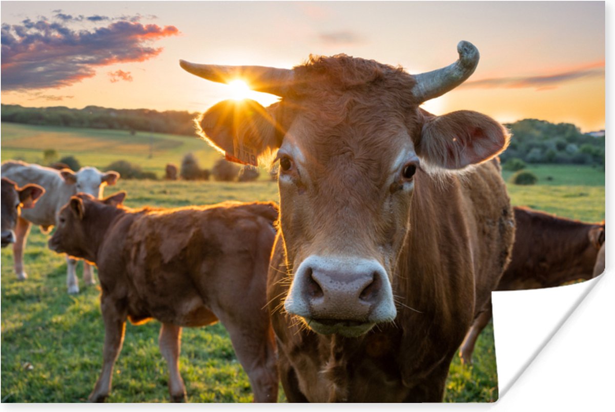 Poster Koeien - Zon - Weiland - Platteland - 120x80 cm