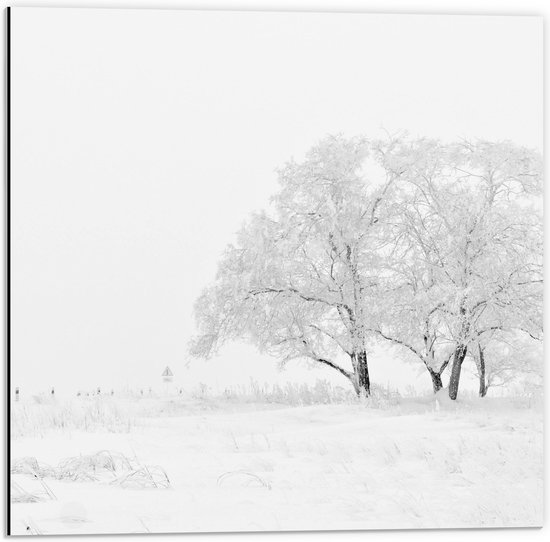 WallClassics - Dibond - Witte Natuur door Sneeuw - 50x50 cm Foto op Aluminium (Wanddecoratie van metaal)