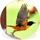 Un oriole volant Assiette en plastique cercle mural ⌀ 150 cm XXL / Groot format!