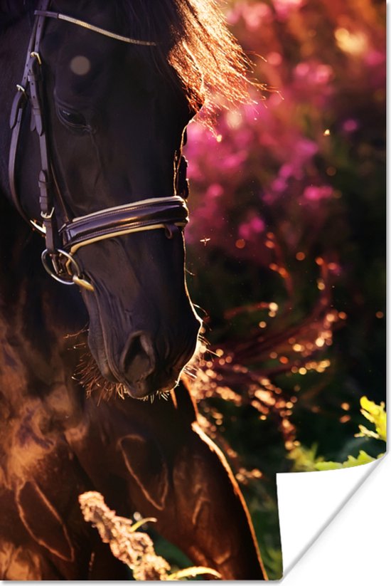 Poster Paard - Zon - Portret - 80x120 cm