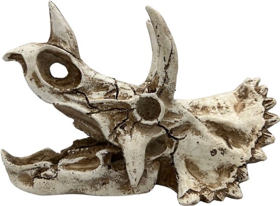 AC Triceratops Dino Schedel Deluxe – Meest verkocht – Prehistorische Aquarium en Terrarium Decoratie – Realistisch Polyresin Ornament