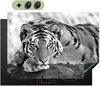 Tigre, Noir, Blanc