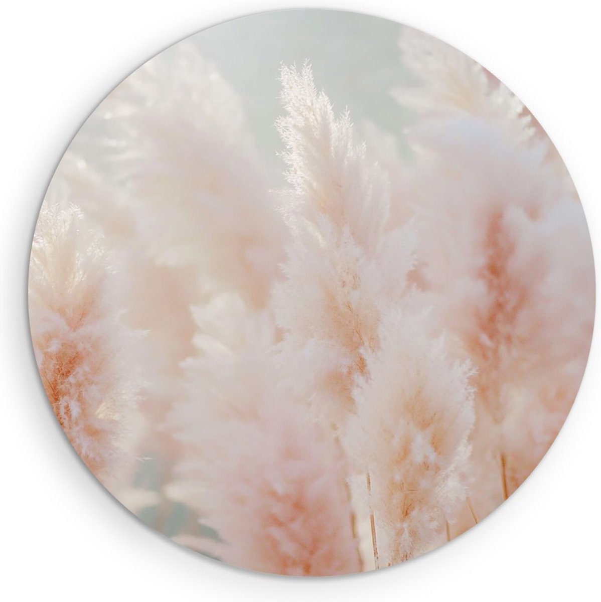 Saammp Muurcirkel Hout - Pampas Gras in Zacht Licht - Natuur - Bloemen - Ø 70 - Wandcirkel - Wanddecoratie Cirkel - Muurdecoratie Woonkamer - Kantoor Decoratie