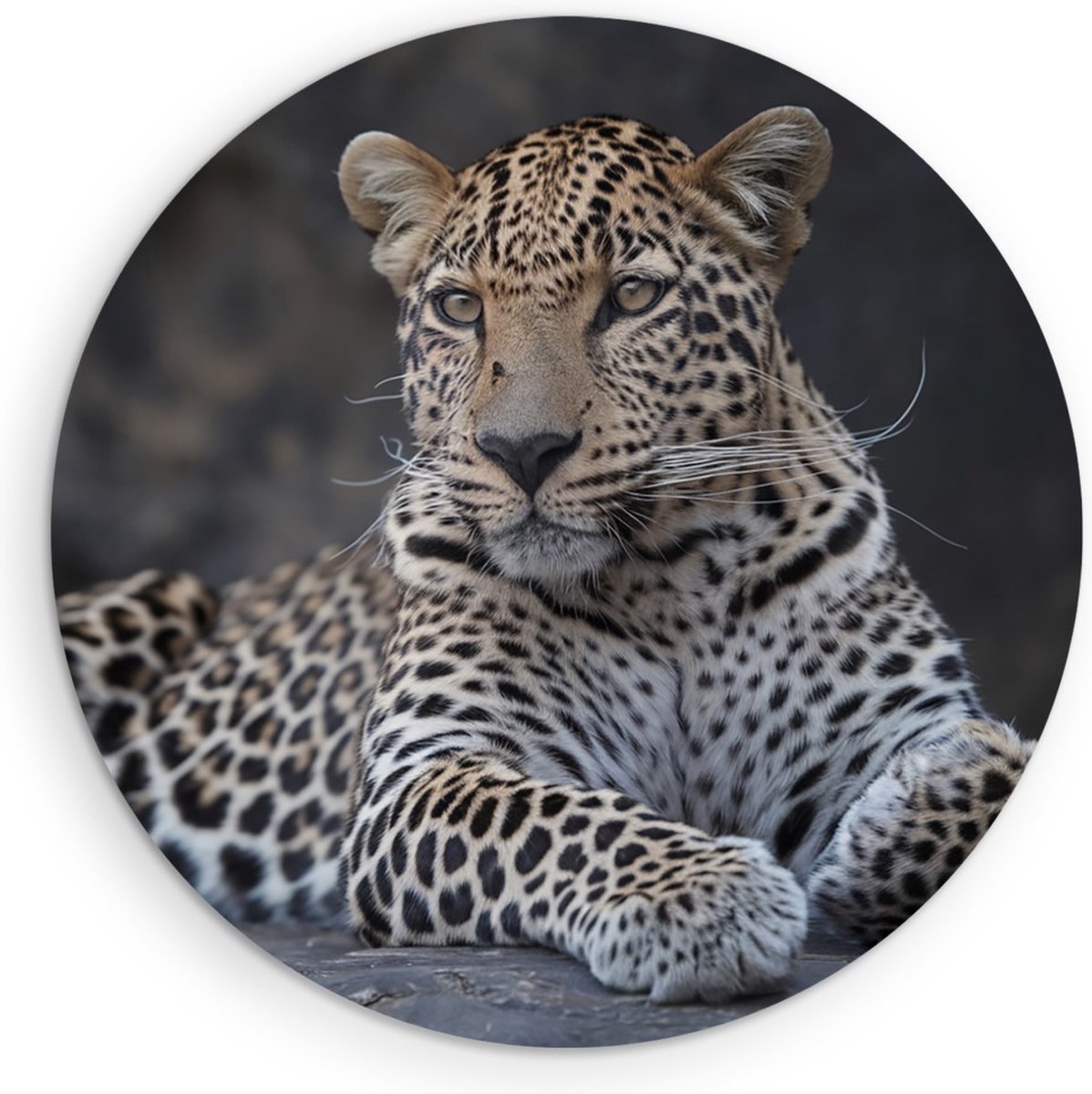 Saammp Forex Muurcirkel - Panter op steen - Natuur - Dieren - Ø 80 - Wandcirkel - Wanddecoratie Cirkel - Muurdecoratie Woonkamer - Slaapkamer decoratie - Rond Schilderij