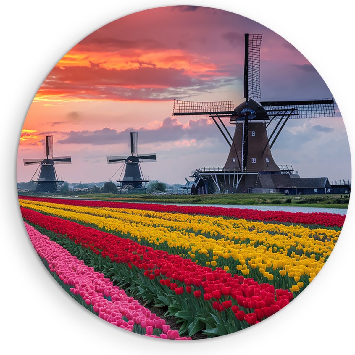Saammp Muurcirkel Hout - Kleurrijk Tulpenveld Met Molens - Natuur - Landschap - Ø 50 - Wandcirkel - Wanddecoratie Cirkel - Muurdecoratie Woonkamer - Slaapkamer decoratie - Rond Schilderij