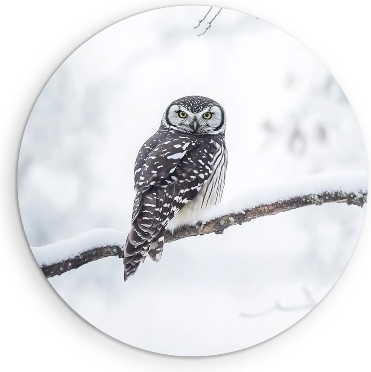 Saammp Forex Muurcirkel - Uil op tak- winter - Dieren - Ø 70 - Wandcirkel - Wanddecoratie Cirkel - muurdecoratie Woonkamer - Slaapkamer decoratie - Rond Schilderij