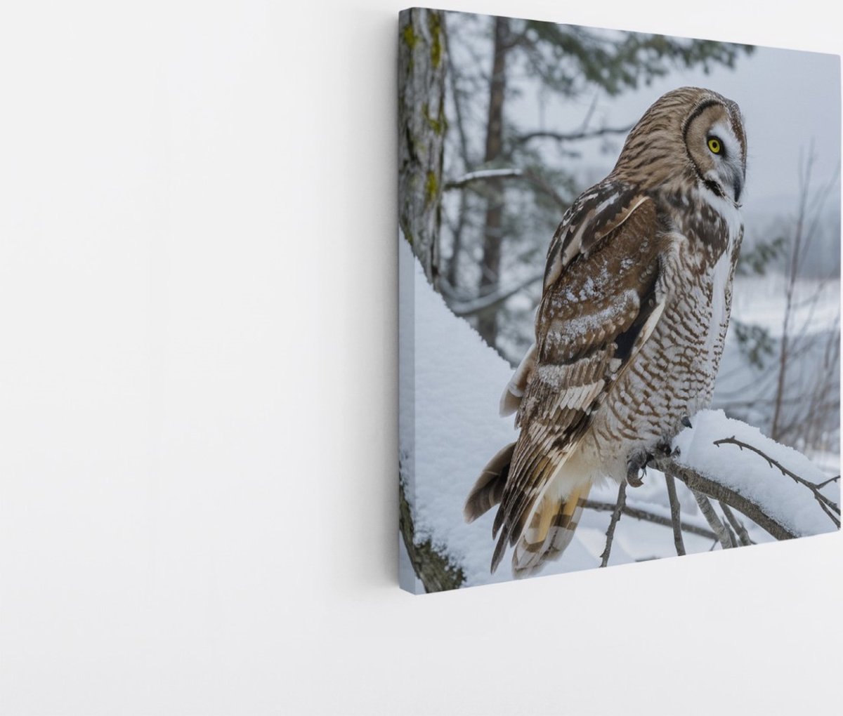 Saammp Canvas Schilderij - Uil in de sneeuw - winter - Dieren - 20x20 - Foto op canvas - Wanddecoratie - muurdecoratie Woonkamer - Slaapkamer decoratie - Canvas Print Multicolor