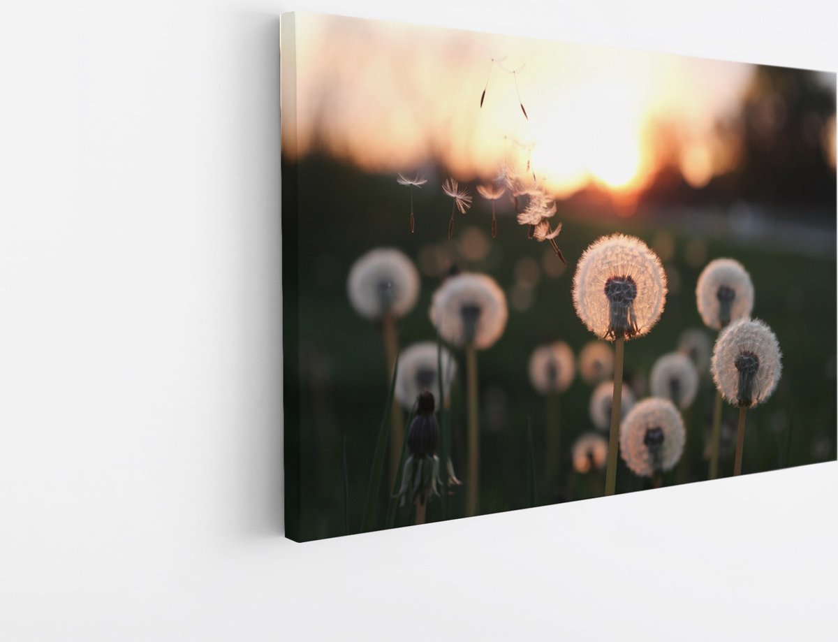 Saammp Canvas Schilderij - dandelion in zonsopgang - Natuur - 60x40 - Foto op canvas - Wanddecoratie - Muurdecoratie Woonkamer - Kantoor Decoratie Multicolor