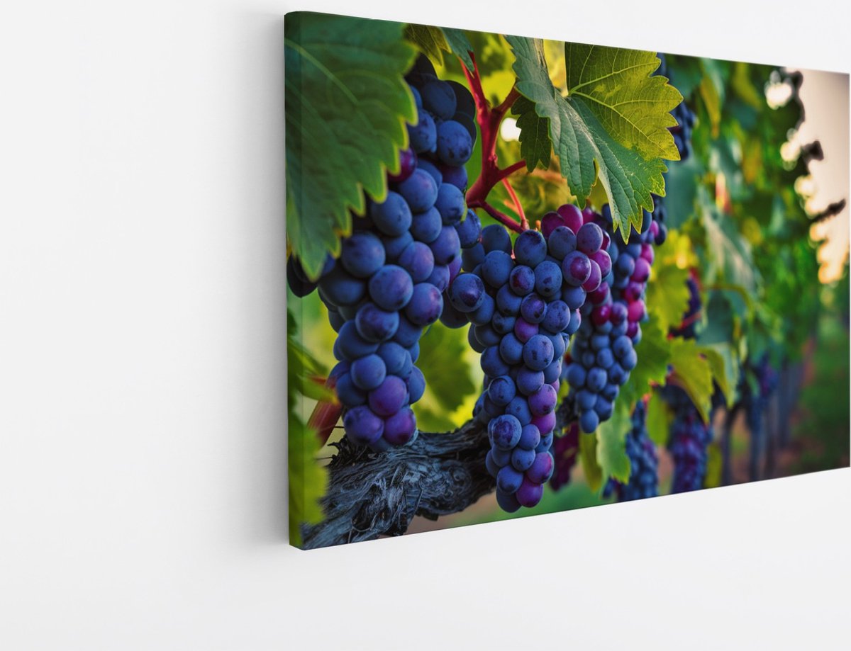 Saammp Canvas Schilderij - Druiventros - Landschap - Natuur - 100x75 - Foto op canvas - Wanddecoratie - Muurdecoratie Woonkamer - Slaapkamer decoratie - Canvas Print Multicolor