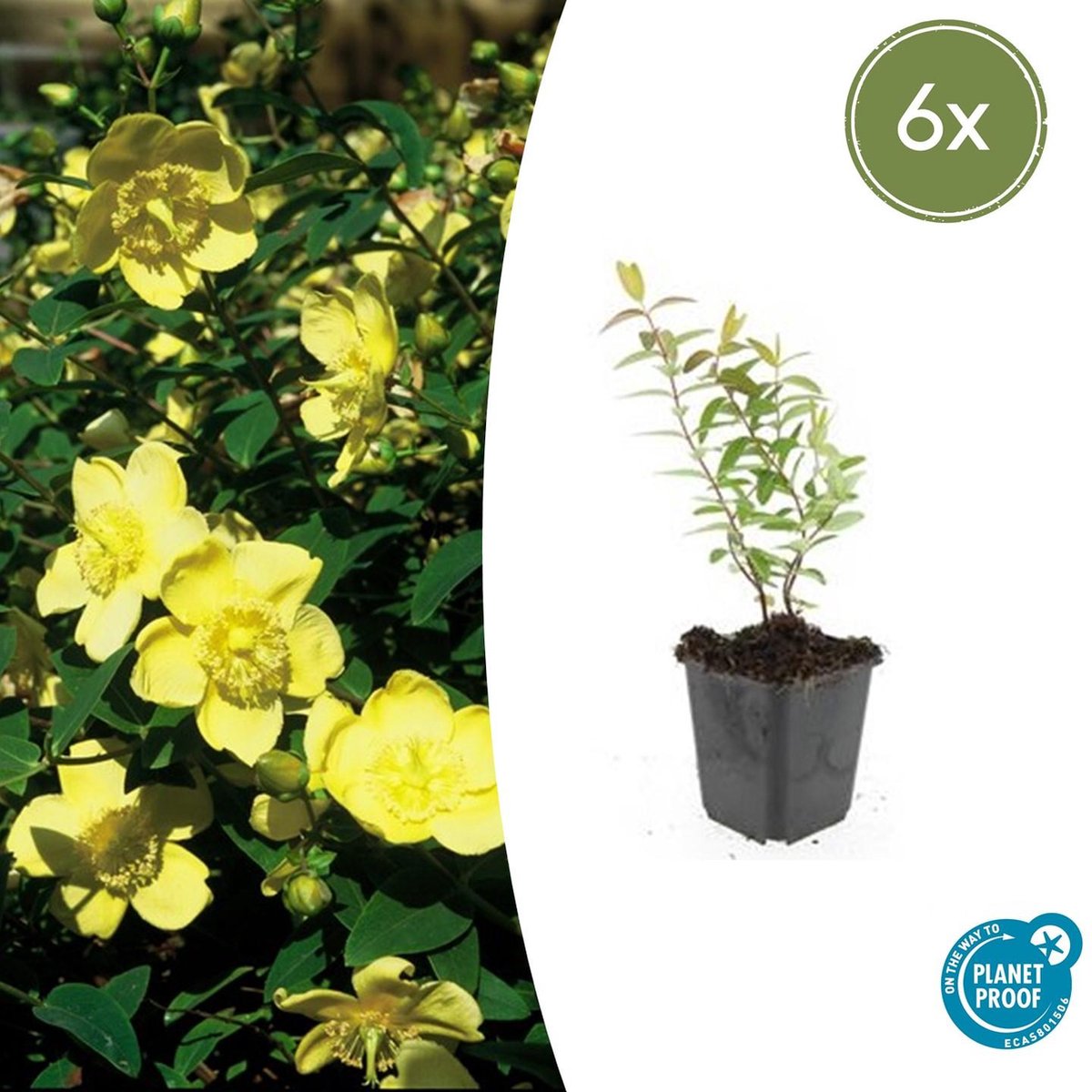 Tuinplantenshop.com | Hypericum 'Hidcote' | 6 stuks - Ø9cm - 10-25cm hoog - Tuinplant