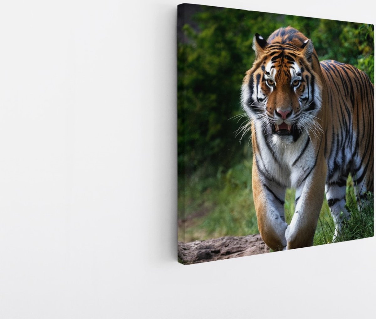 Saammp Canvas Schilderij - Tijger op bospad - Natuur - Dieren - 30x30 - Foto op canvas - Wanddecoratie - muurdecoratie Woonkamer - Slaapkamer decoratie - Canvas Print Multicolor