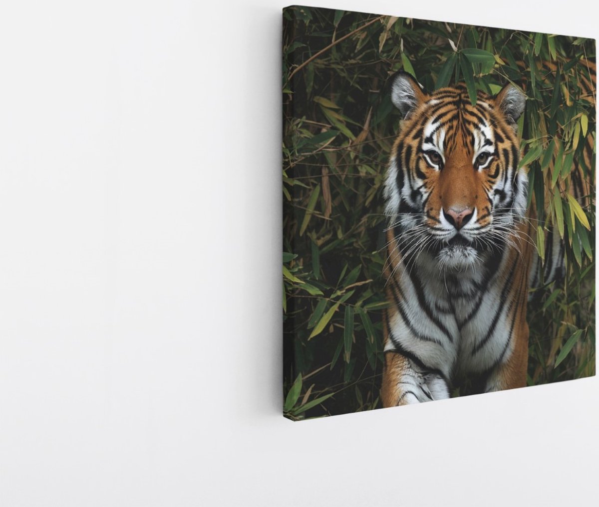 Saammp Canvas Schilderij - Tijger in Korea - Natuur - Dieren - 30x30 - Foto op canvas - Wanddecoratie - muurdecoratie Woonkamer - Slaapkamer decoratie - Canvas Print Multicolor