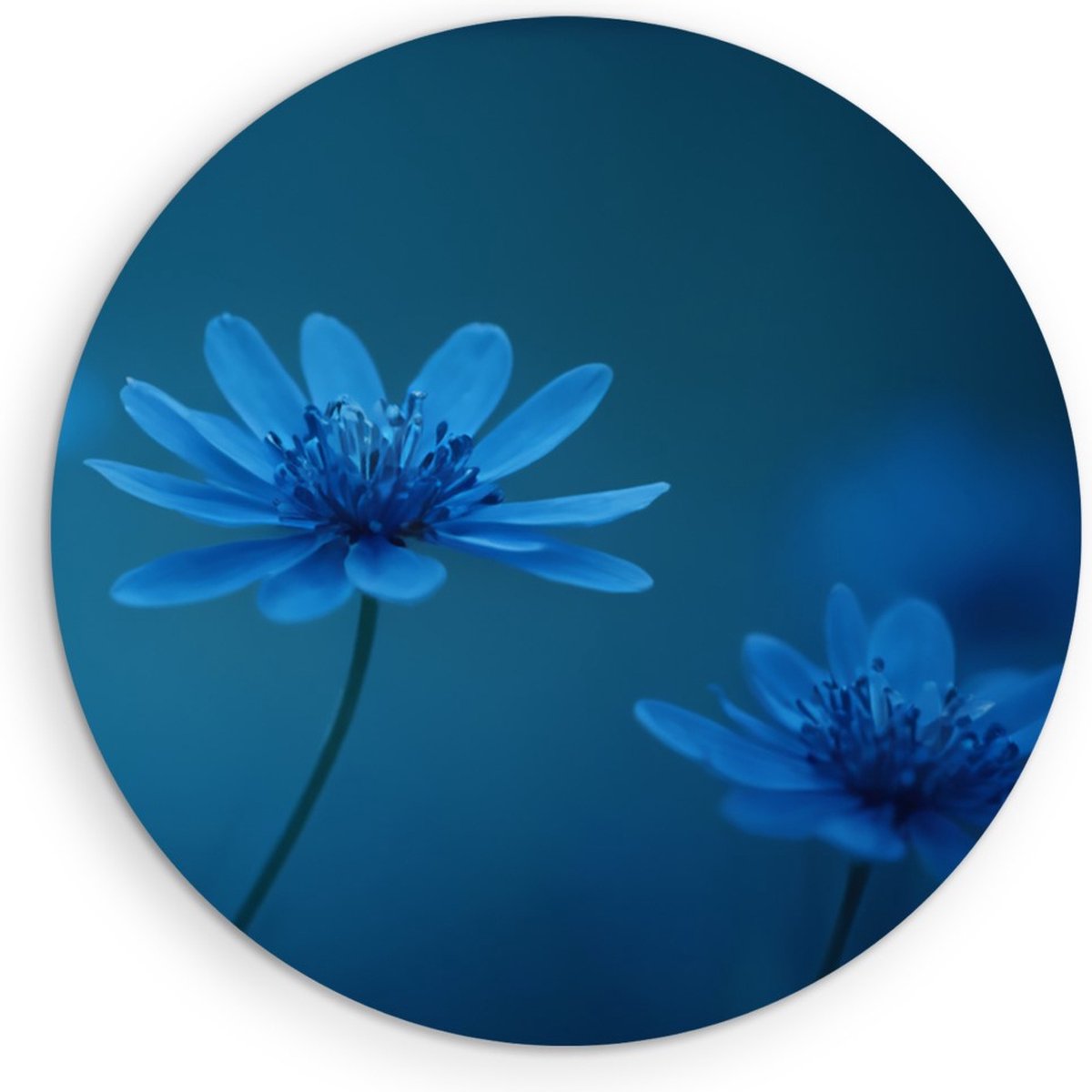 Saammp Forex Muurcirkel - Blauwe Bloemen Mystiek - Natuur - Abstract - Ø 30 - Wandcirkel - Wanddecoratie Cirkel - Muurdecoratie Woonkamer - Kantoor Decoratie