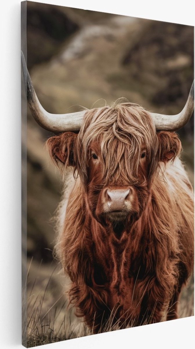 Saammp Canvas Schilderij - schotse hooglander koe in de bergen - Natuur - Dieren - 40x50 - Foto op canvas - Wanddecoratie - Muurdecoratie Woonkamer - Slaapkamer decoratie - Canvas Print Multicolor