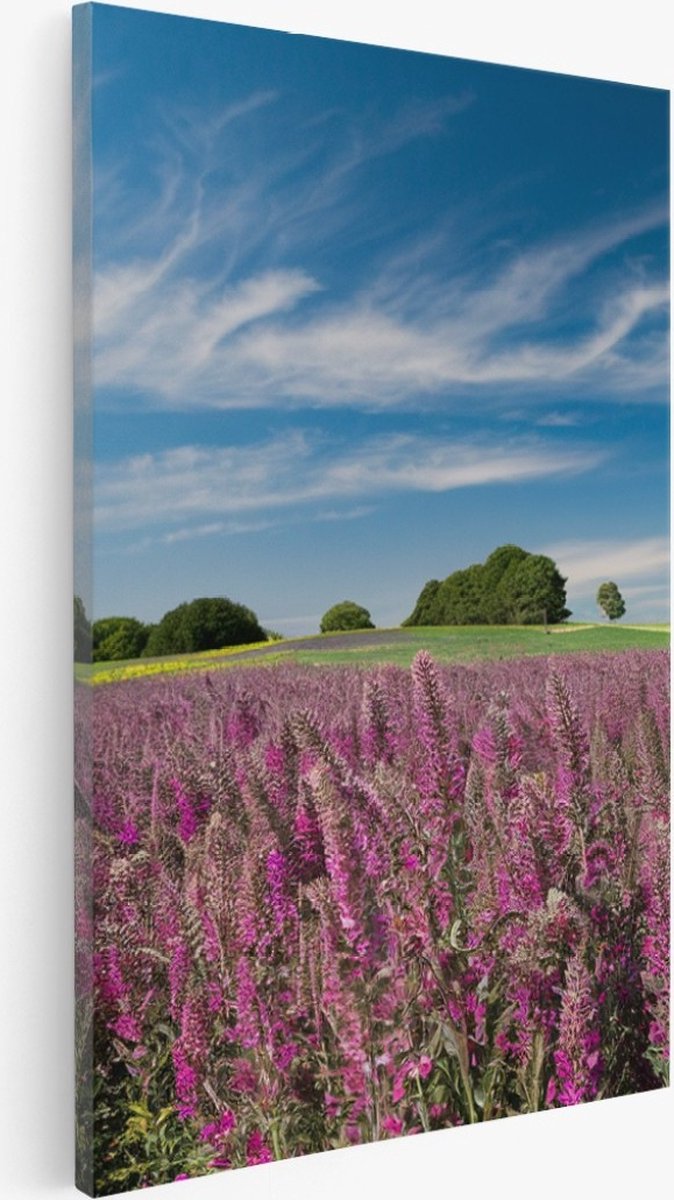 Saammp Canvas Schilderij - Lavendel met mooie blauwe lucht - Natuur - Landschap - 40x60 - Foto op canvas - Wanddecoratie - Muurdecoratie Woonkamer - Slaapkamer decoratie - Canvas Print Multicolor