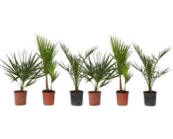 Plant in a Box - Buiten Palmbomen Mix - Mix van 6 planten - Pot 15cm - Hoogte 50-70cm