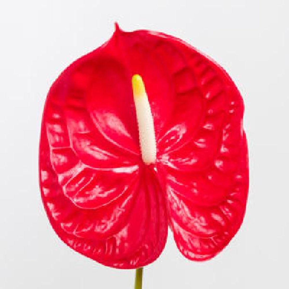 10x Anthurium rambla 10cm