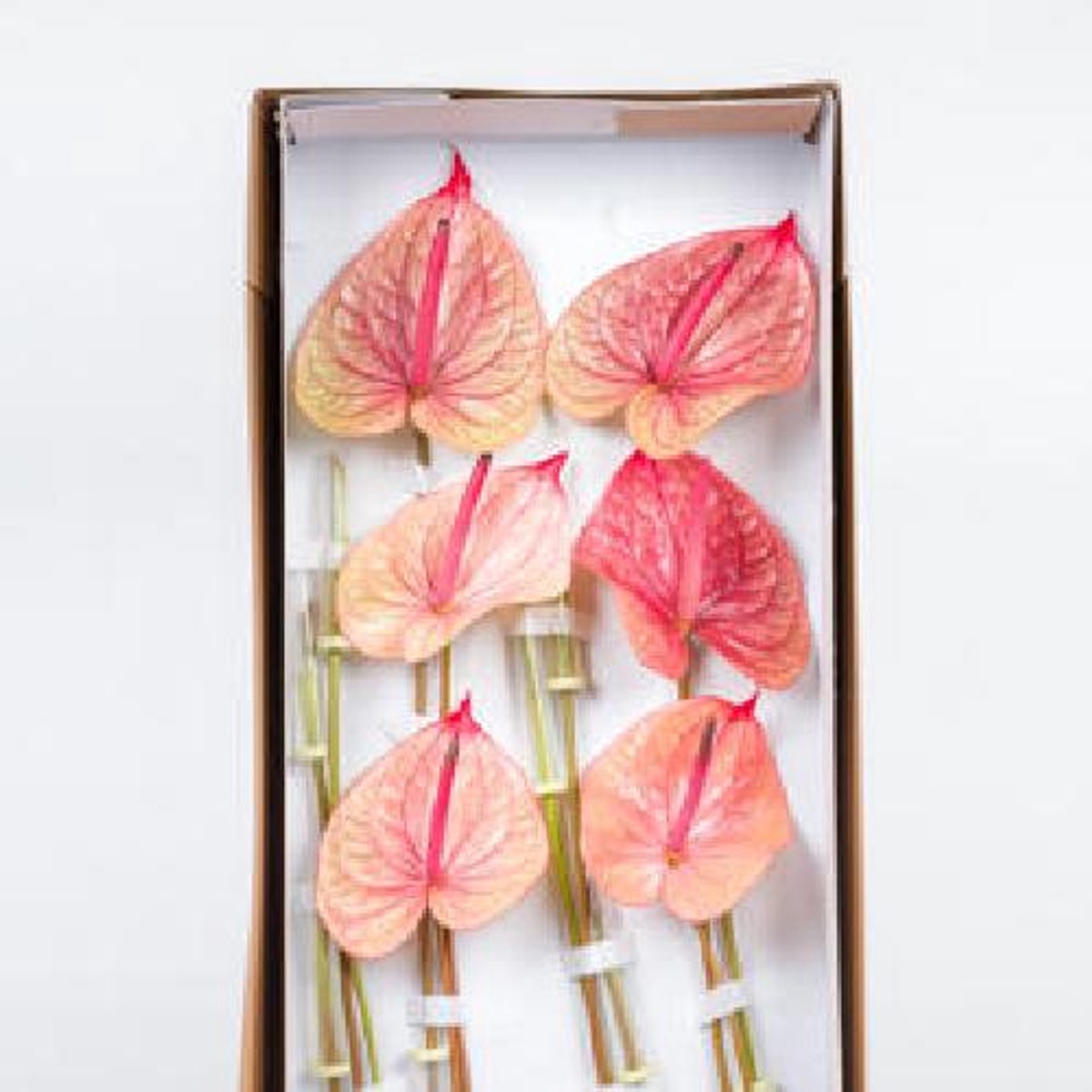16x Anthurium tequila 10cm