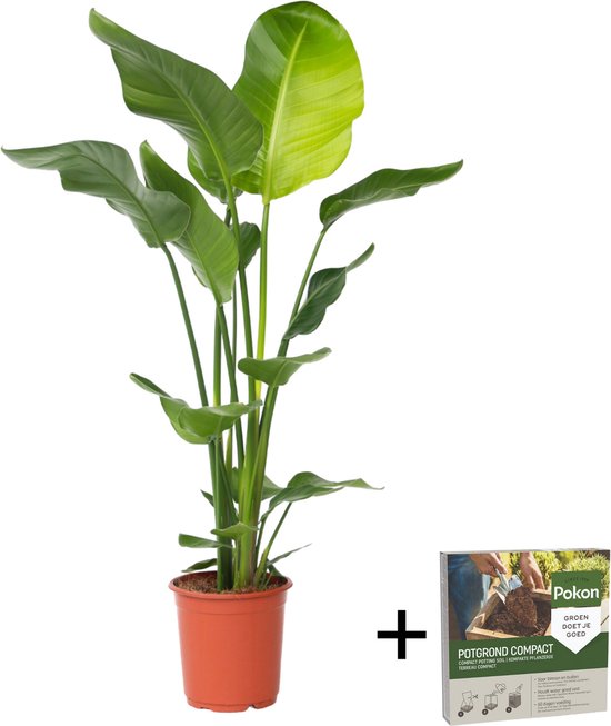 Plant in a Box - Strelitzia Nicolai - Pokon - Paradijsvogelbloem - Paradijsvogelplant - Groene kamerplant - Pot 21cm - Hoogte 90-110cm