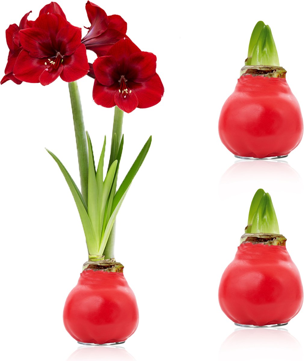 Amaryllis Bollen in Wax - Rood - Bloembollen - 2 stuks - Bloem bollen - No Water Flower