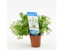 Moerings Limnophila Sessiliflora | Dwerg Ambulia | in Terracotta Pot