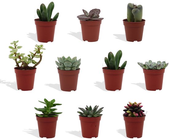 DutchLeafs Vetplanten Mix - 10 Stuks - Kwekerspot 5,5 cm - Hoogte 8-15 cm - Mini Plantjes - Succulenten - Kamerplanten