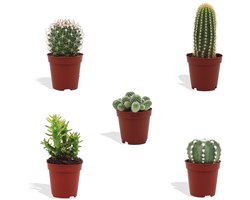 DutchLeafs Cactus Mix - 5 Stuks - Kwekerspot 5,5 cm - Hoogte 8-15 cm - Mini Plantjes - Cactussen - Kamerplanten DutchLeafs Cactus Mix - 5 Stuks - Kwekerspot 5,5 cm - Hoogte 8-15 cm - Mini Plantjes - Cactussen - Kamerplanten