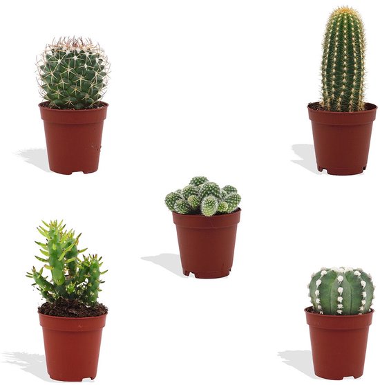DutchLeafs Cactus Mix - 5 Stuks