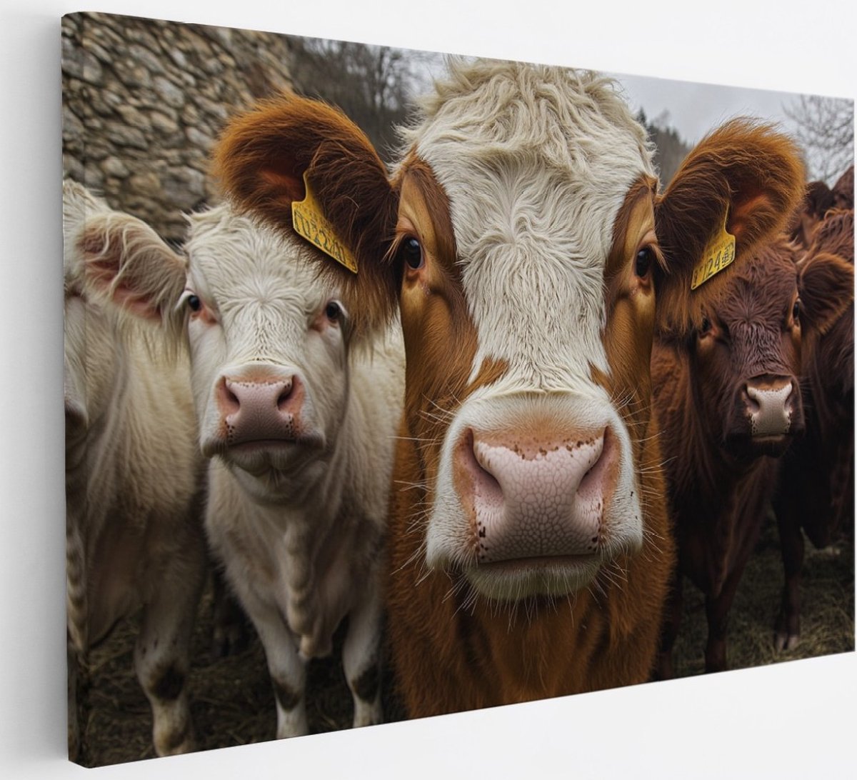Saammp Canvas Schilderij - Koeien van dichtbij - Natuur - Dieren - 30x20 - Foto op canvas - Wanddecoratie - Muurdecoratie Woonkamer - Slaapkamer decoratie - Canvas Print Multicolor