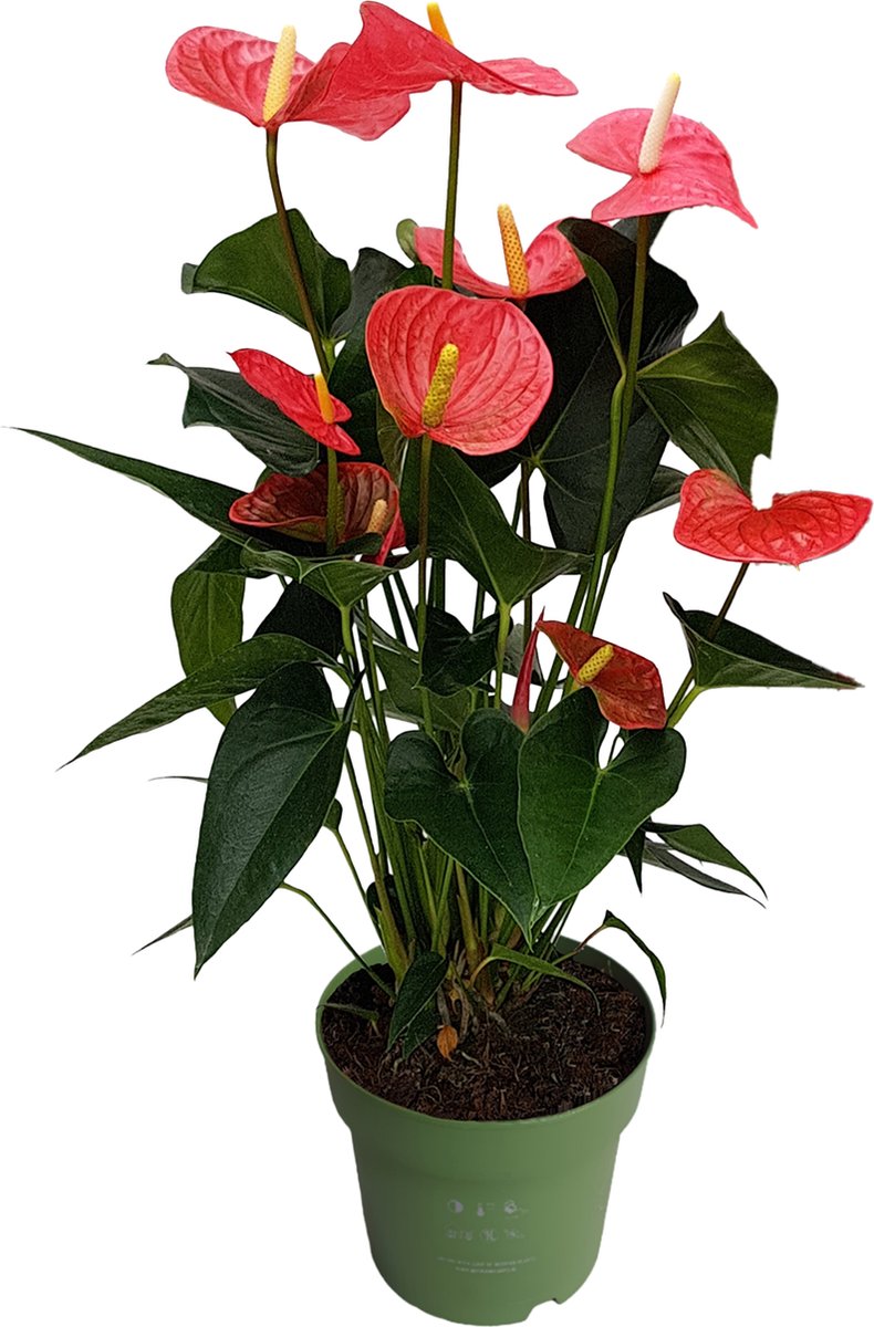 Plant in a Box - Flamingoplant - Anthurium 'Maine Pink' - Hoogte 55-70cm - Pot 17cm - Bloeiende kamerplant - Roze