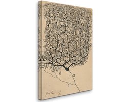 Omslag van Santiago Ramón y Cajal - Purkinje Brain Cell Drawing, Study of a Braincell (1899) - 3:2