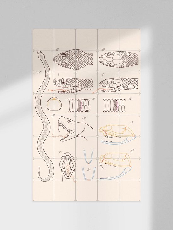 IXXI Serpent - Anatomie, Aster Edition - 100 x 140 cm - Gratis ophangtool - Grote wanddecoratie en posters - Technische Tekening, Illustraties, Line