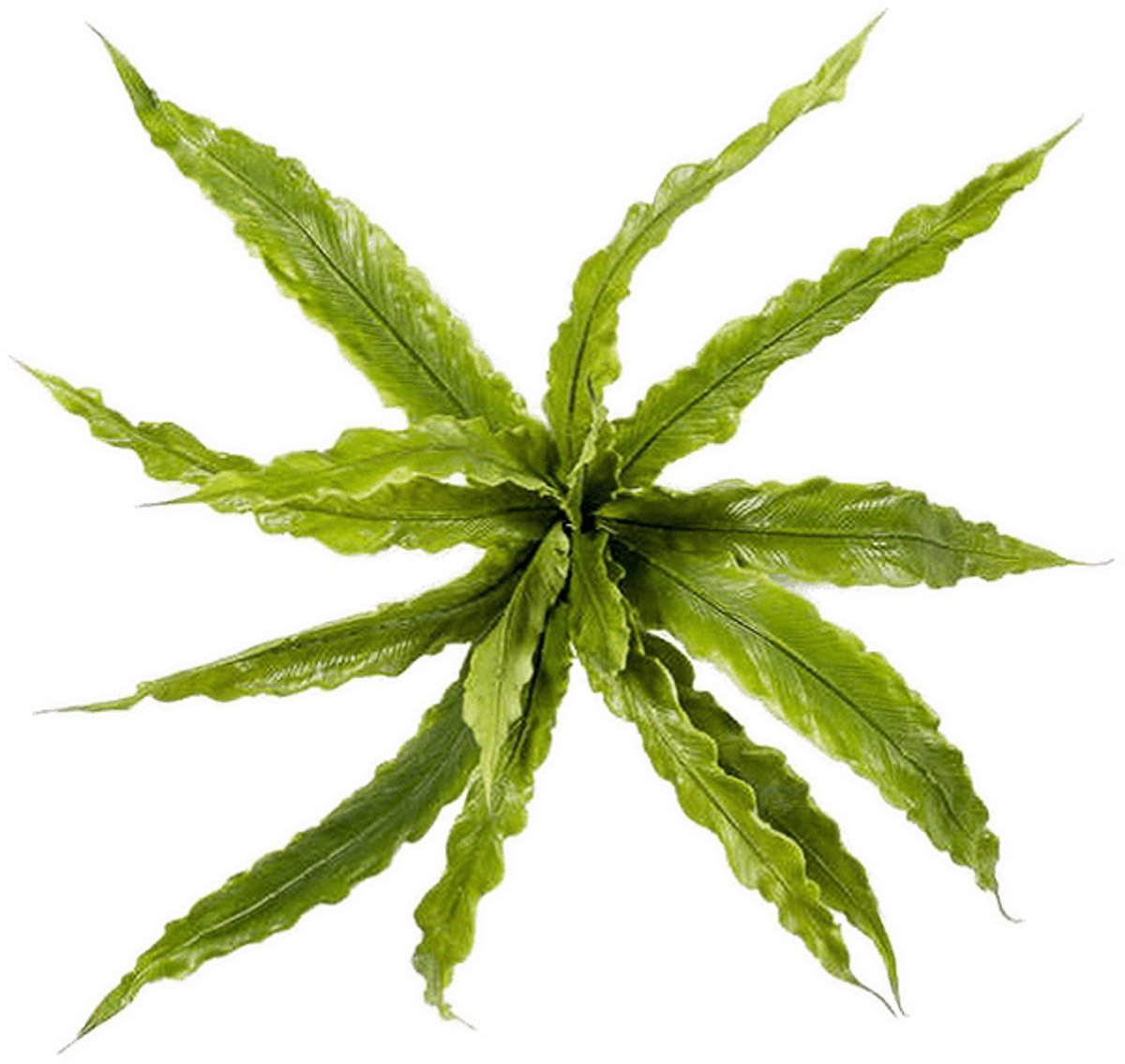Fern asplenium bush x15 30 cm kunstbloem zijde nepbloem