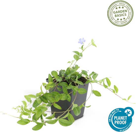 Set de 6 Petites Pervenche - Vinca minor bleu hauteur 15cm taille pot 9cm