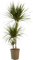 Kamerplant van Botanicly – Drakenboom – Hoogte: 125 cm, 3 takken – Dracaena Marginata